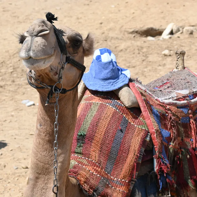 A very chill local · Blue bucket hat in Giza, Egypt